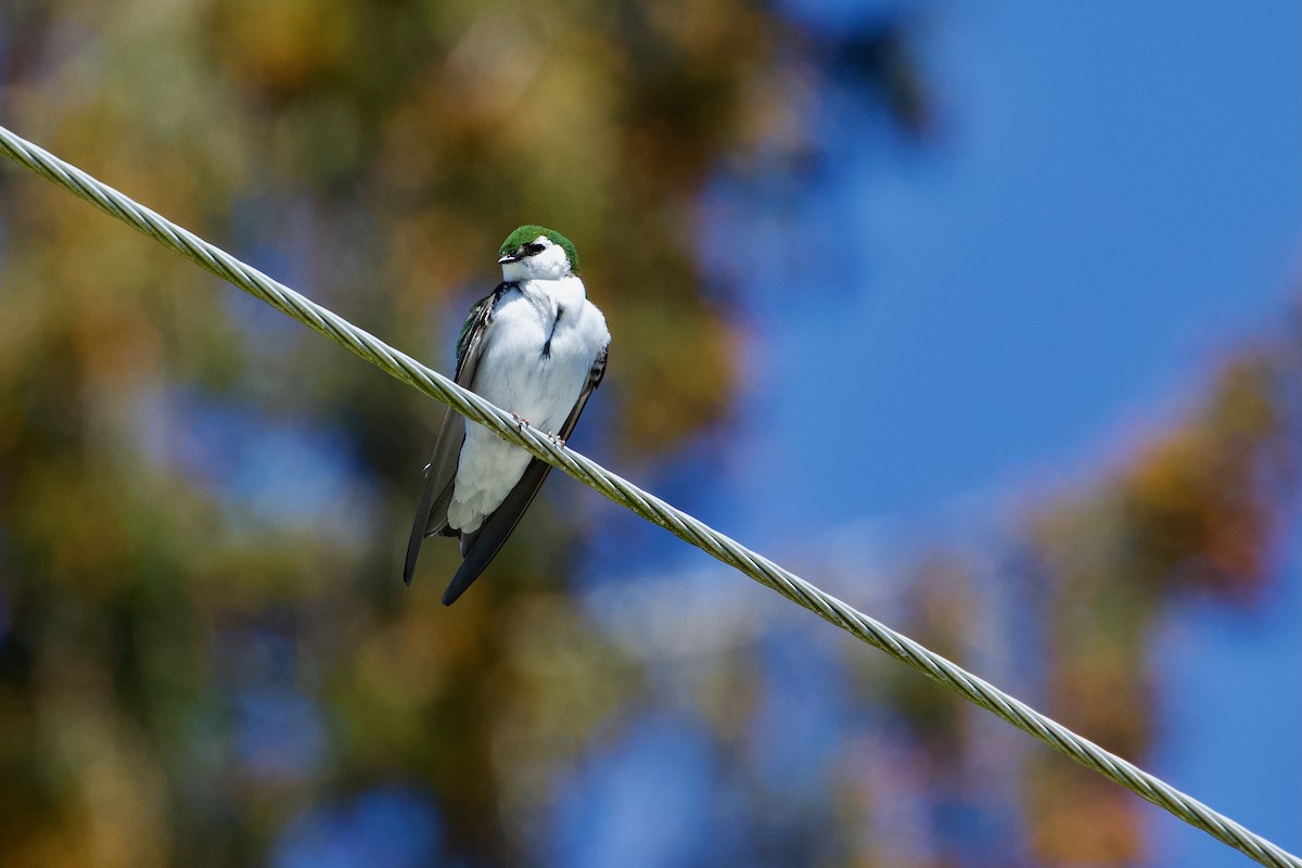 Violet-green Swallow - Yvan Sarlieve