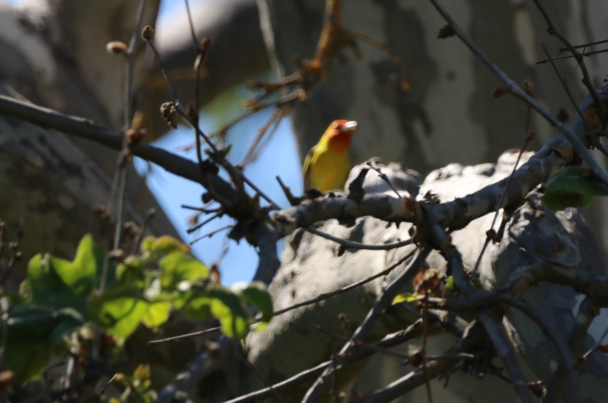 Western Tanager - ML618794304