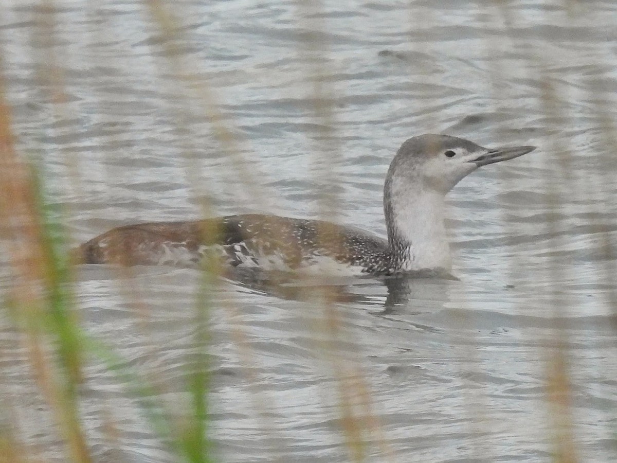Red-throated Loon - ML618794346