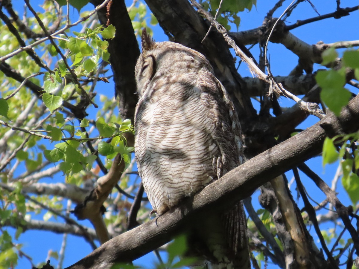 Great Horned Owl - ML618794363