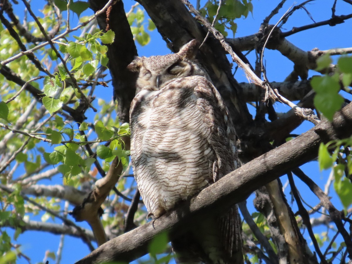 Great Horned Owl - ML618794364