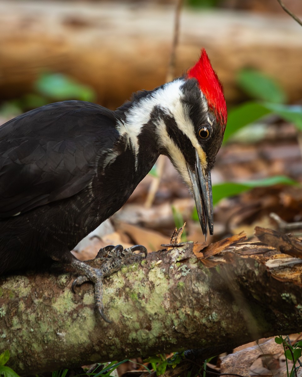 Pileated Woodpecker - Matt Kaiser