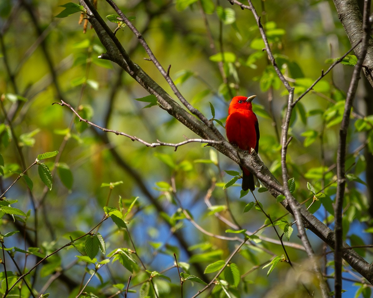 Scarlet Tanager - ML618794407