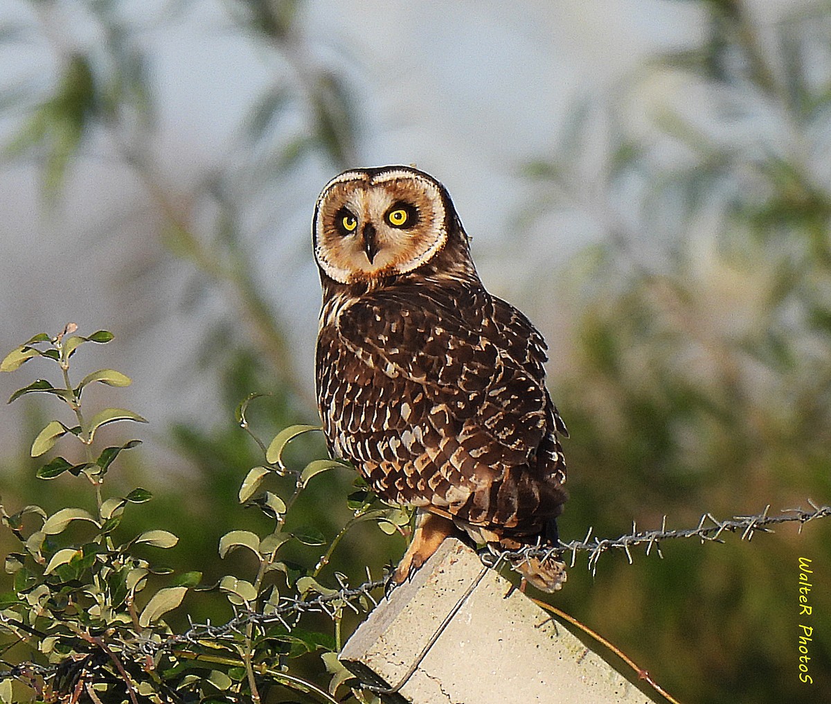 Short-eared Owl - ML618794430