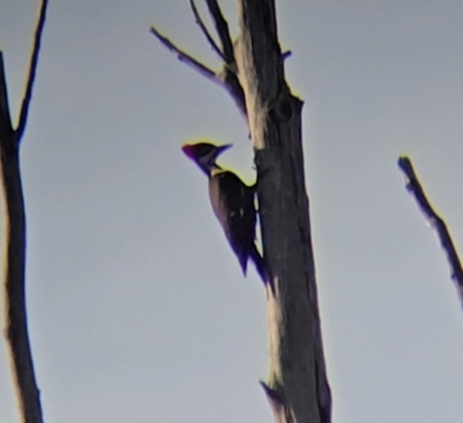Pileated Woodpecker - ML618794452
