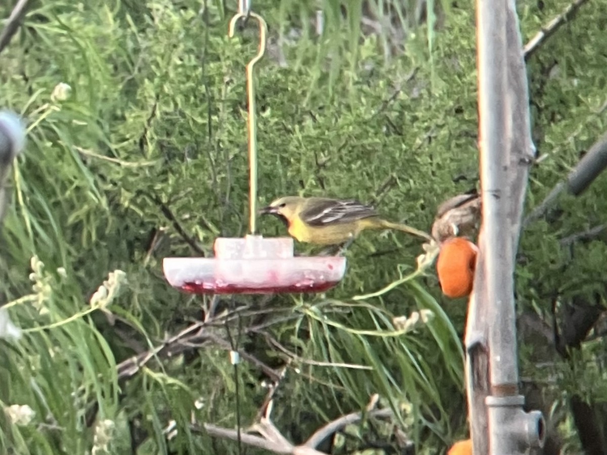 Orchard Oriole - ML618794495