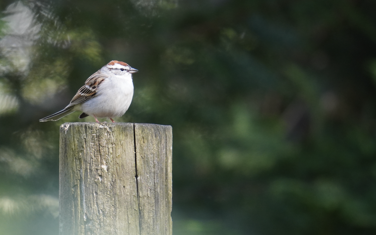 Chipping Sparrow - ML618794500