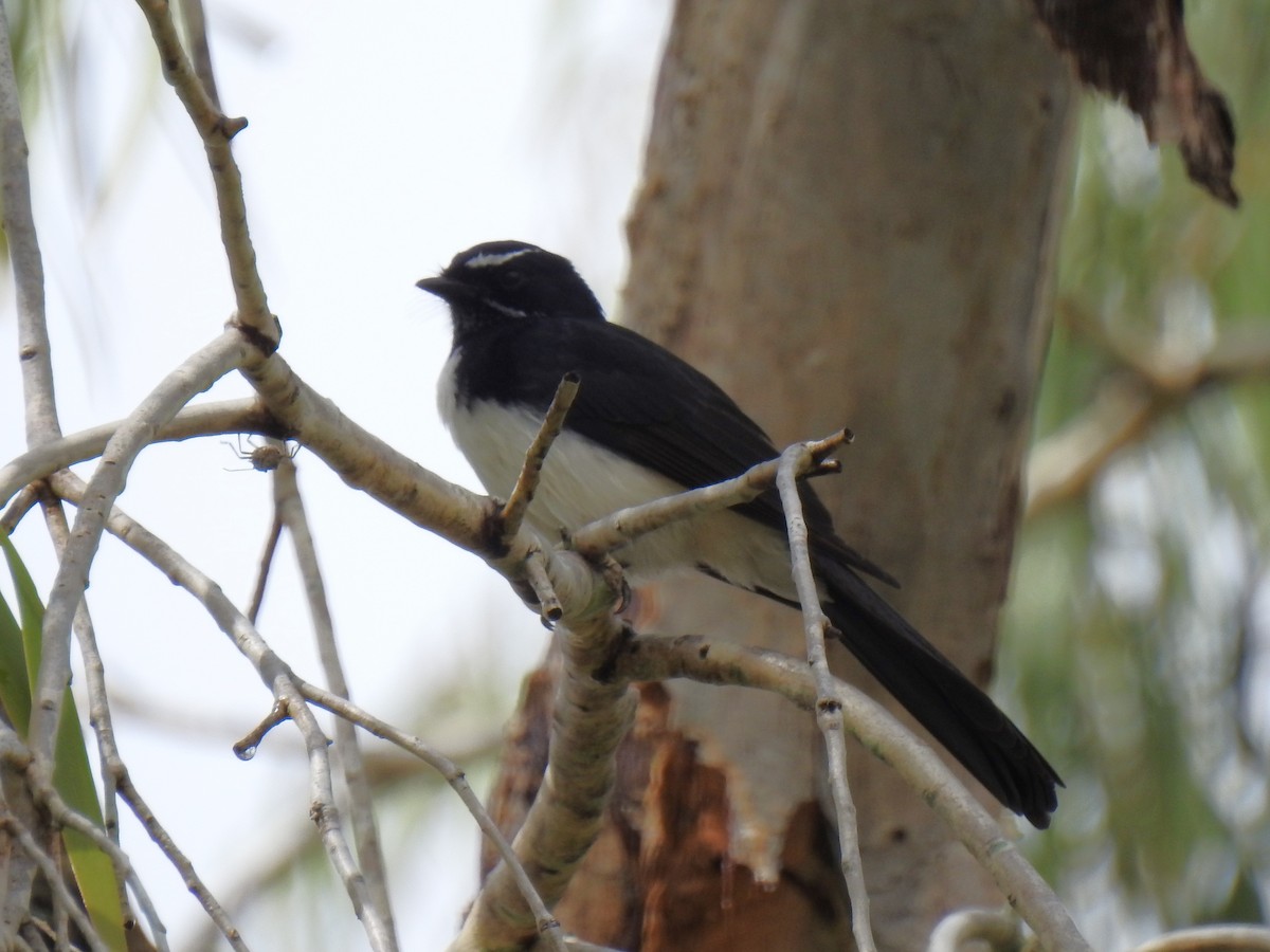 Willie-wagtail - ML618794518
