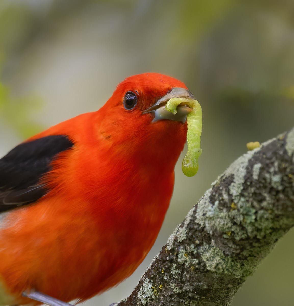 Scarlet Tanager - ML618794527