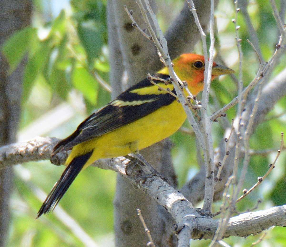 Western Tanager - Michael J Good