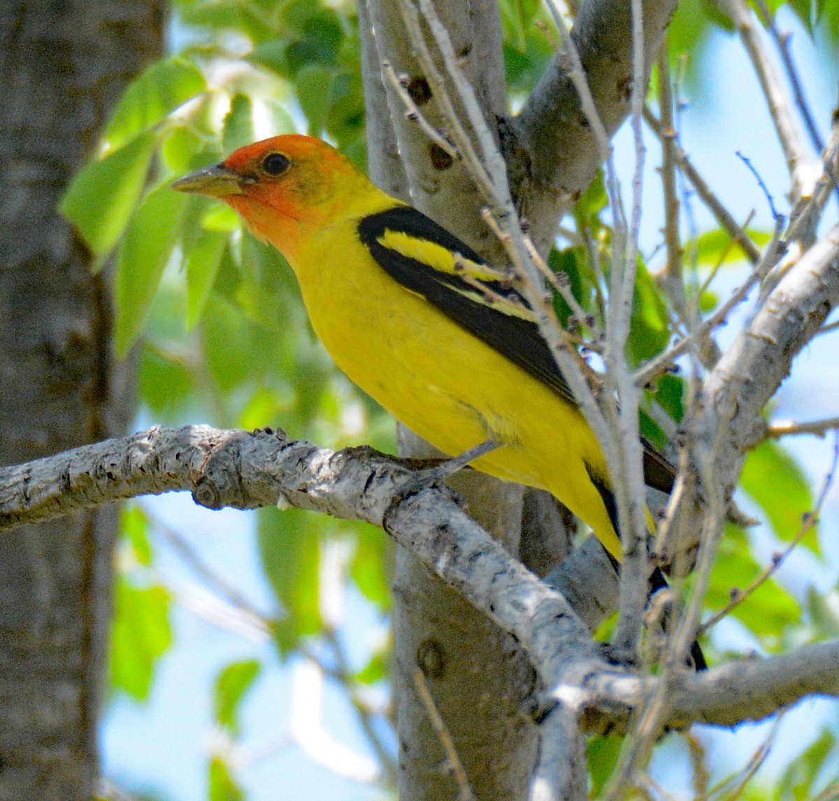 Western Tanager - ML618794529