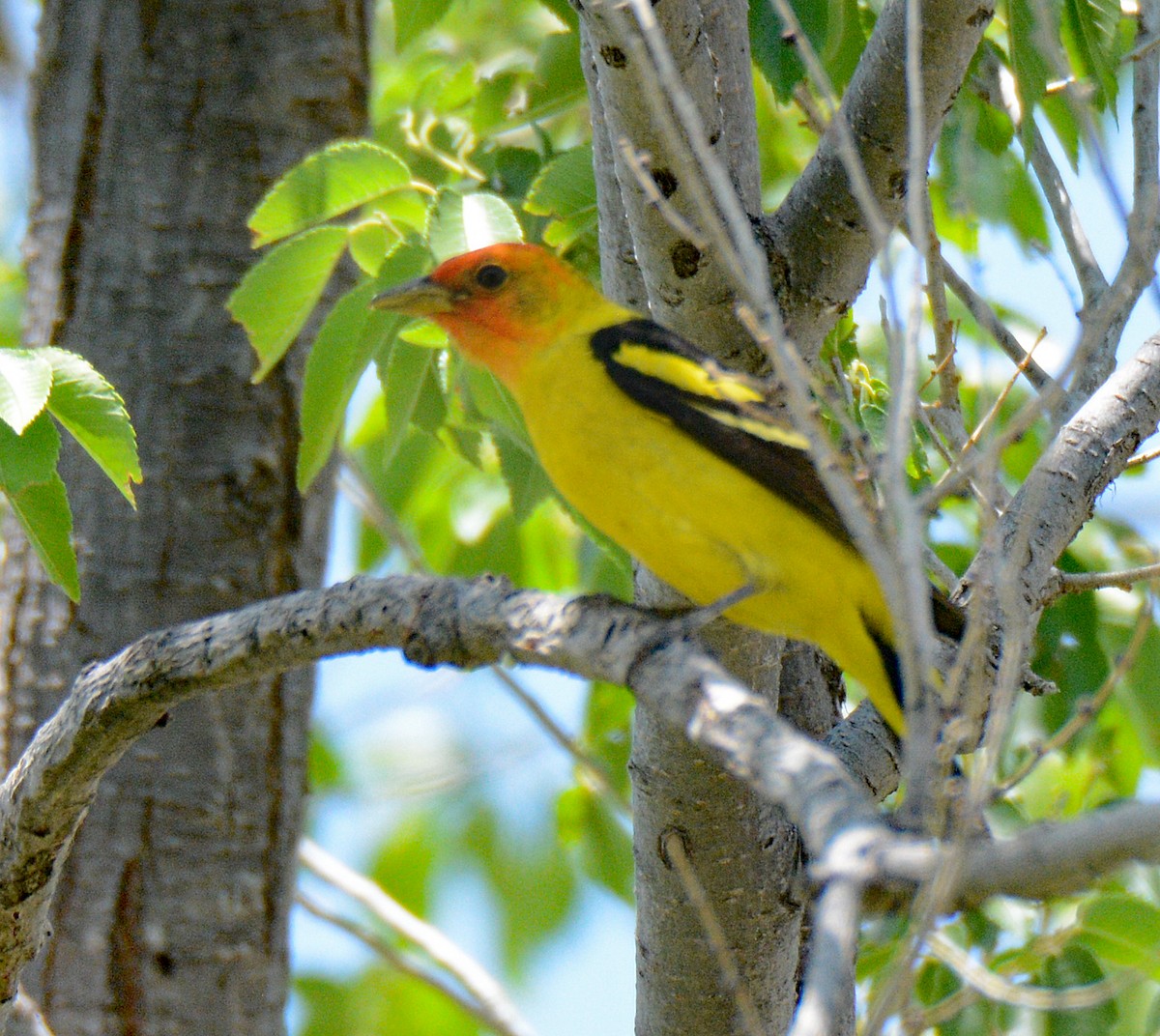 Western Tanager - ML618794530