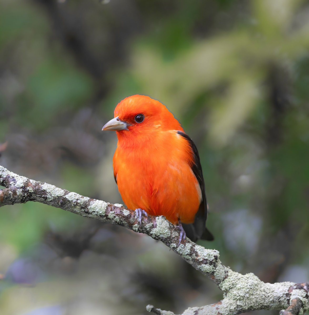 Scarlet Tanager - ML618794531