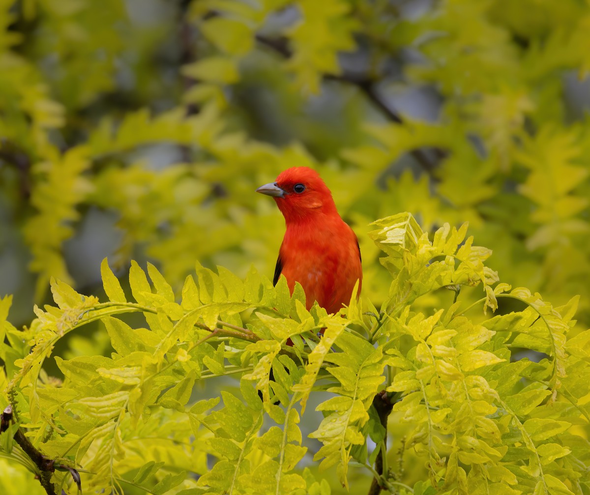 Scarlet Tanager - ML618794532