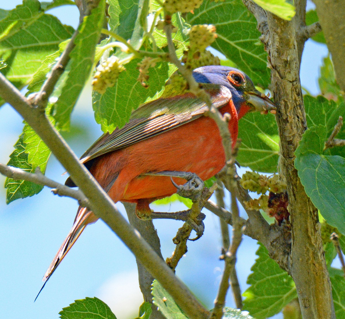 Painted Bunting - ML618794540