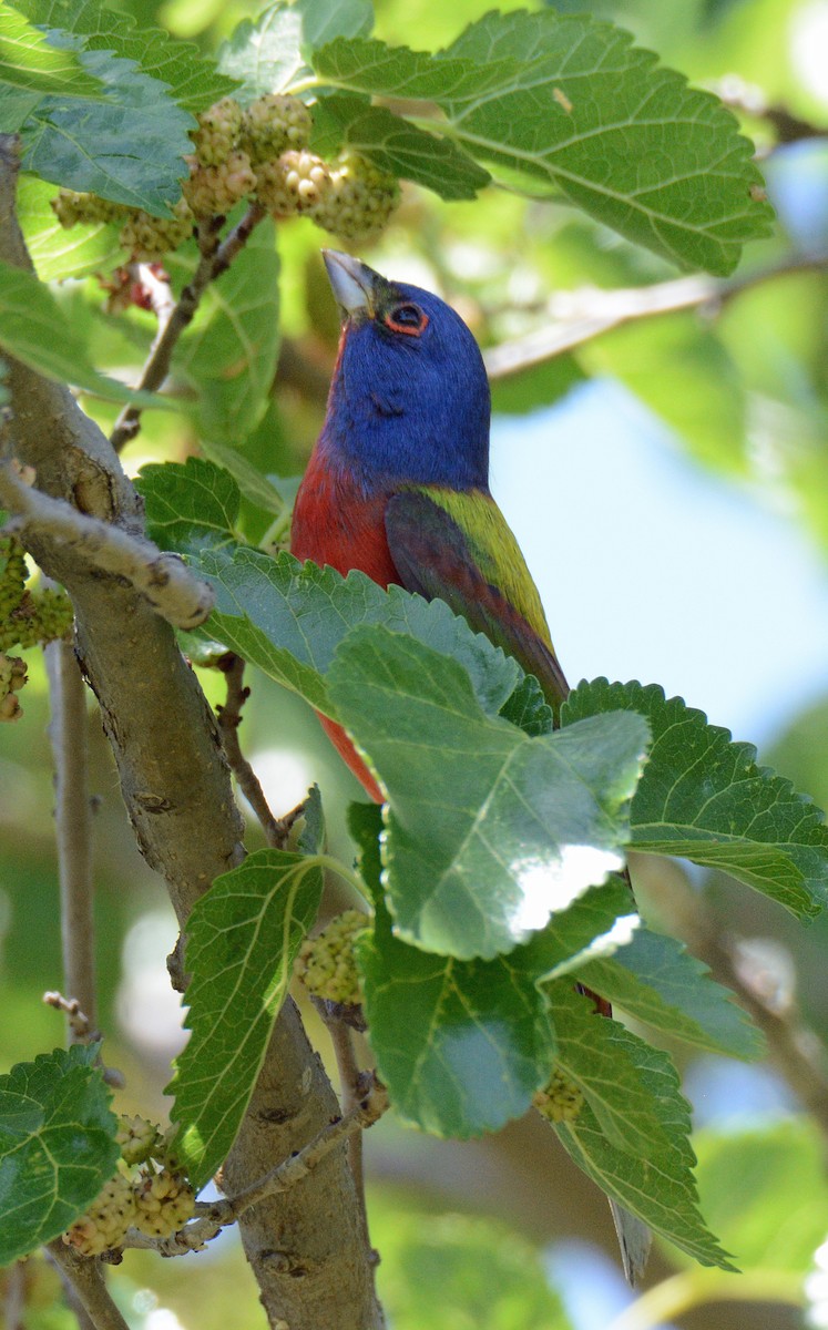 Painted Bunting - ML618794541