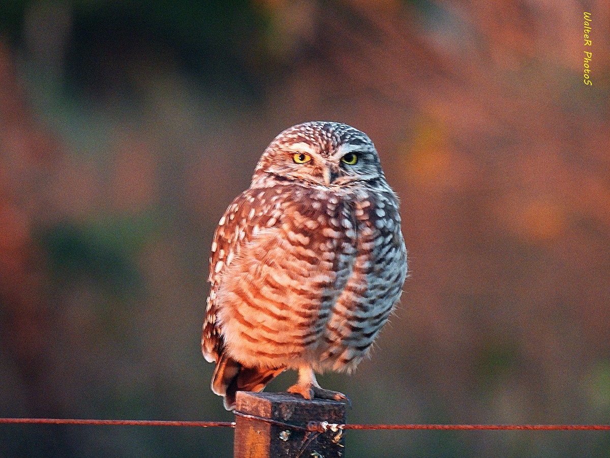 Burrowing Owl - ML618794550