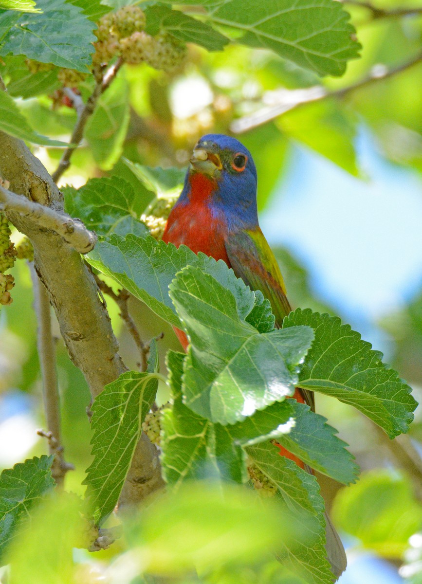 Painted Bunting - ML618794551