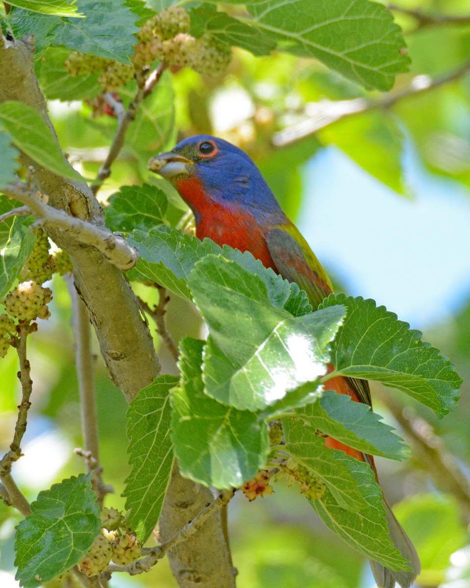 Painted Bunting - ML618794552
