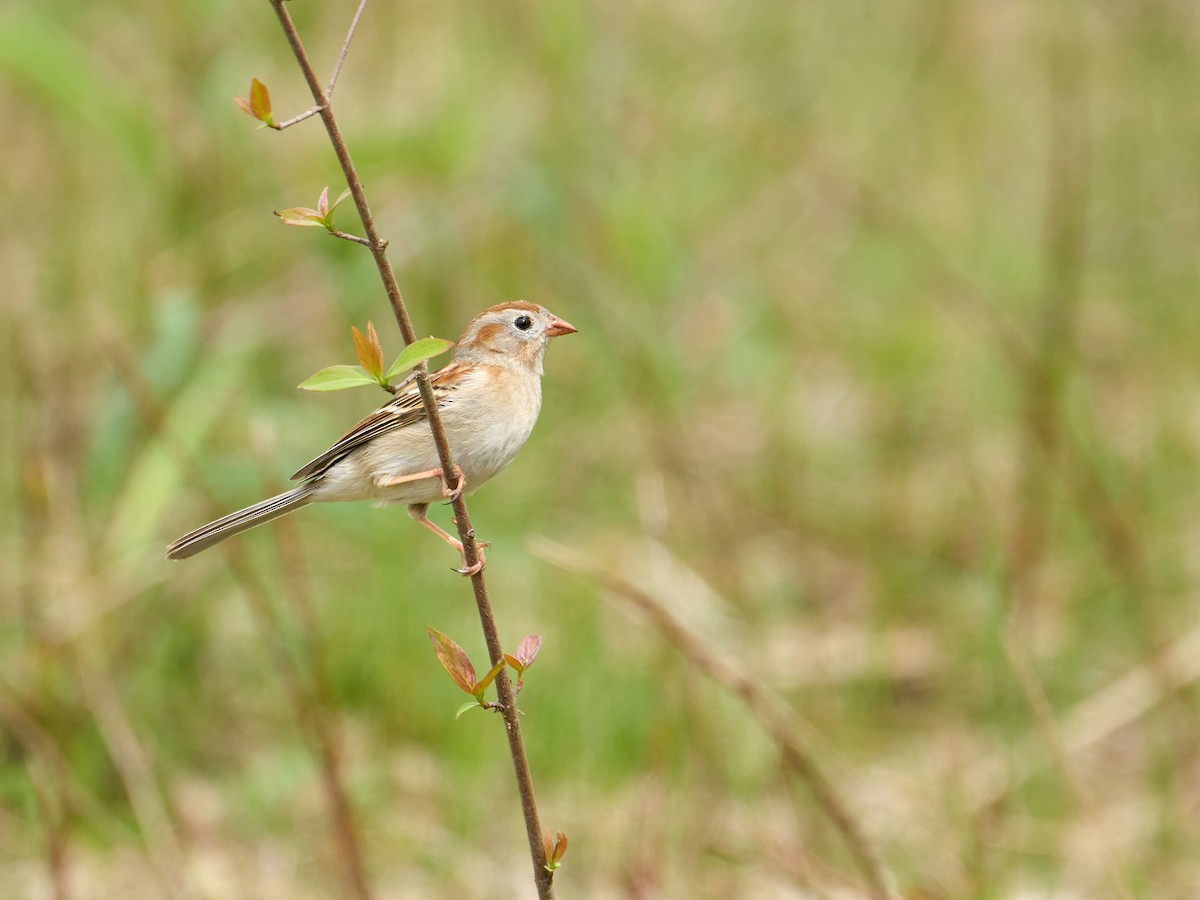 Field Sparrow - ML618794561