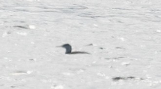 Red-throated Loon - ML618794569
