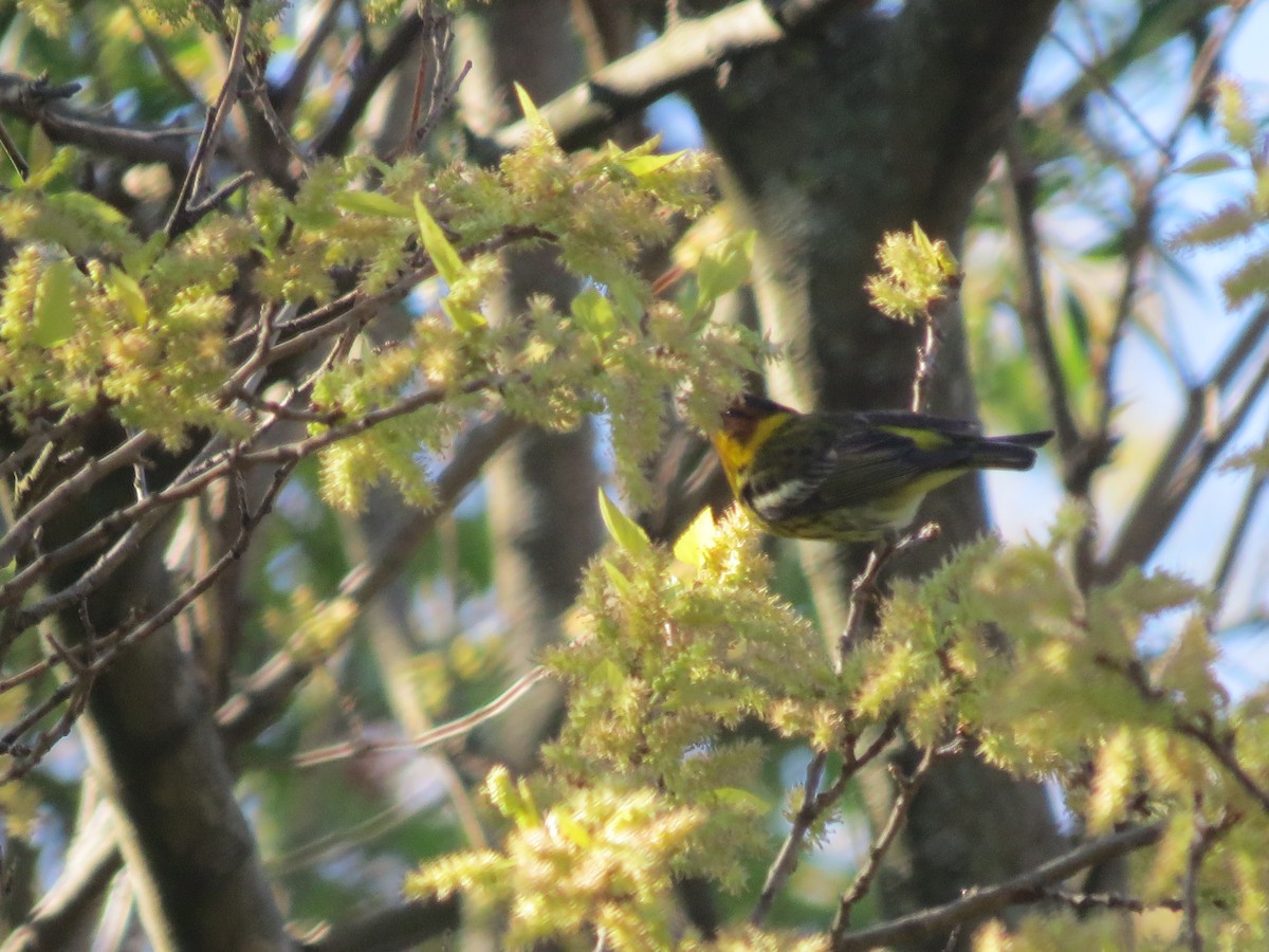 Cape May Warbler - ML618794613