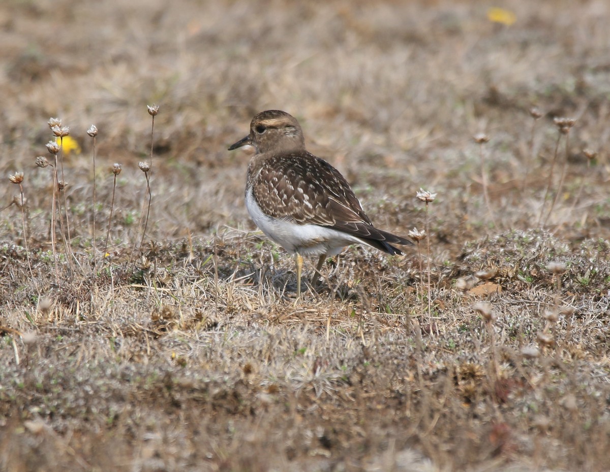 Rufous-chested Dotterel - ML618794616