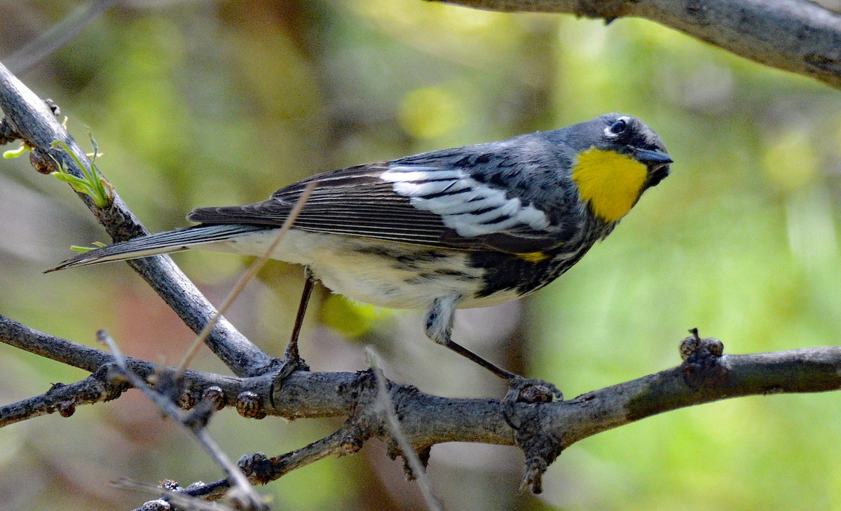Yellow-rumped Warbler (Audubon's) - ML618794625