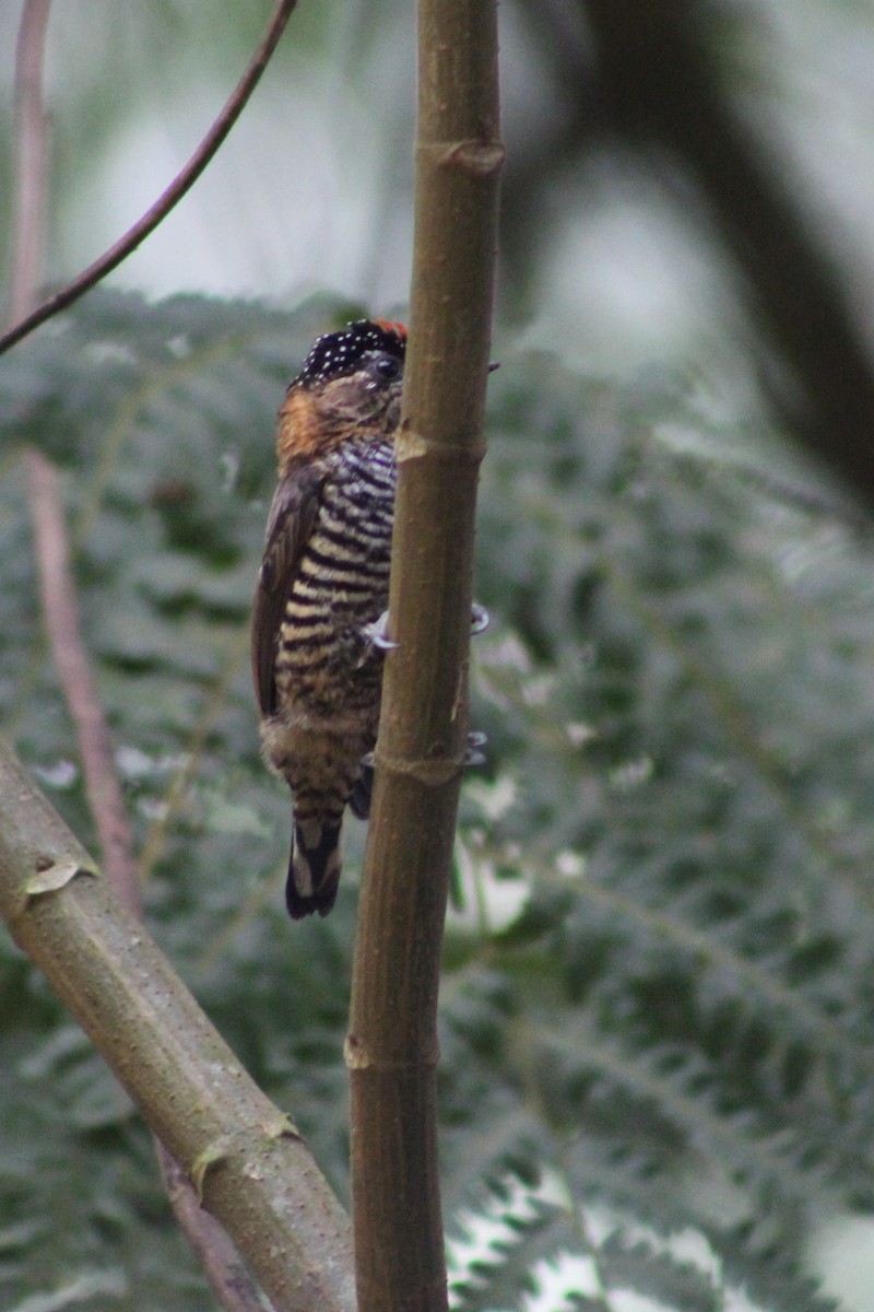 Ochre-collared Piculet - ML618794626