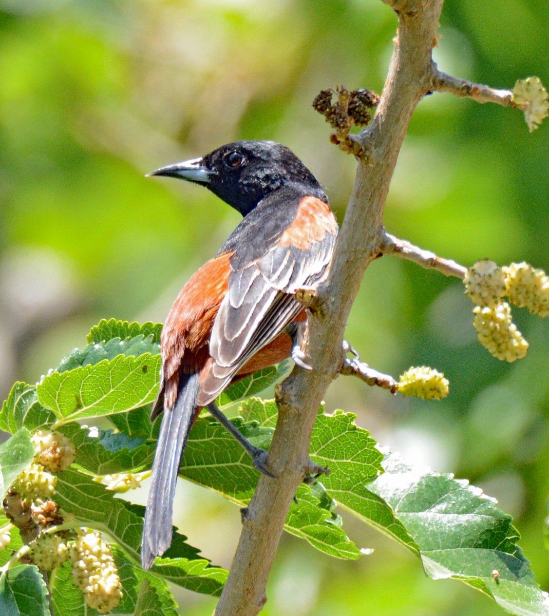 Orchard Oriole - ML618794704