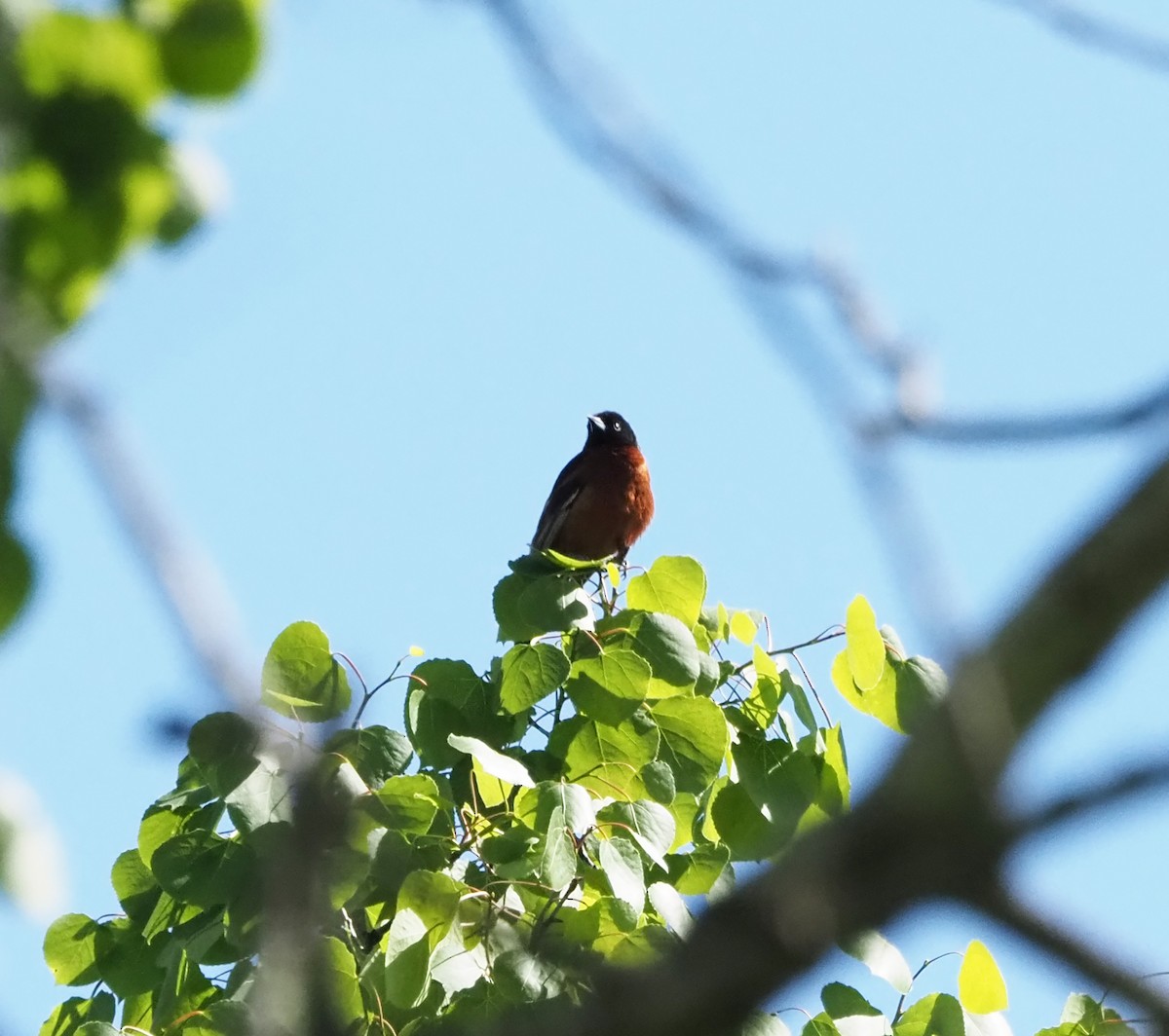 Orchard Oriole - ML618794710
