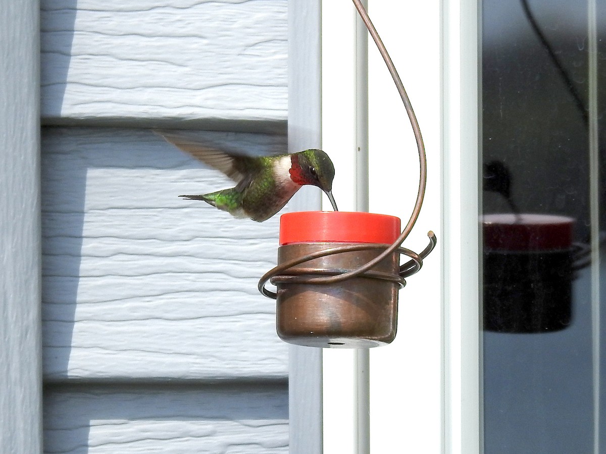 Ruby-throated Hummingbird - ML618794711