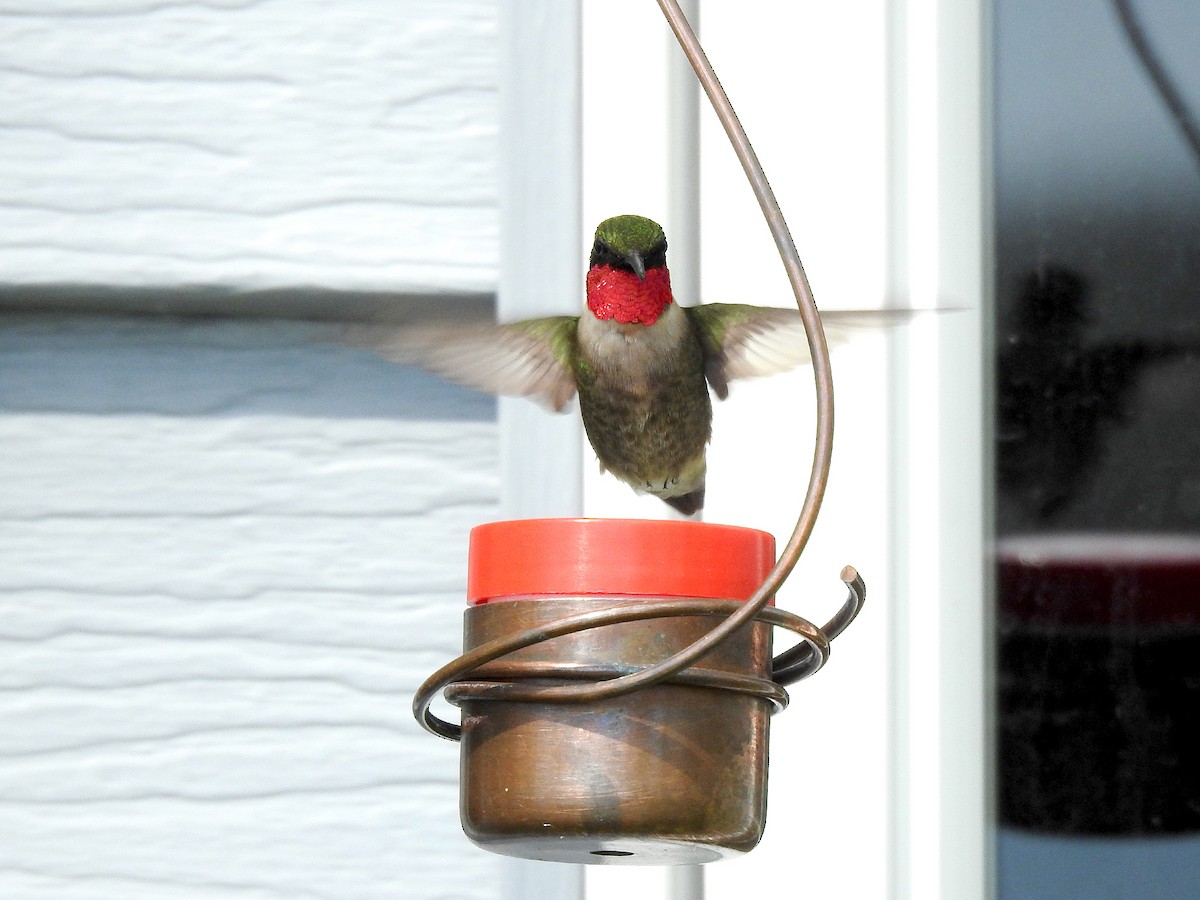 Ruby-throated Hummingbird - ML618794719