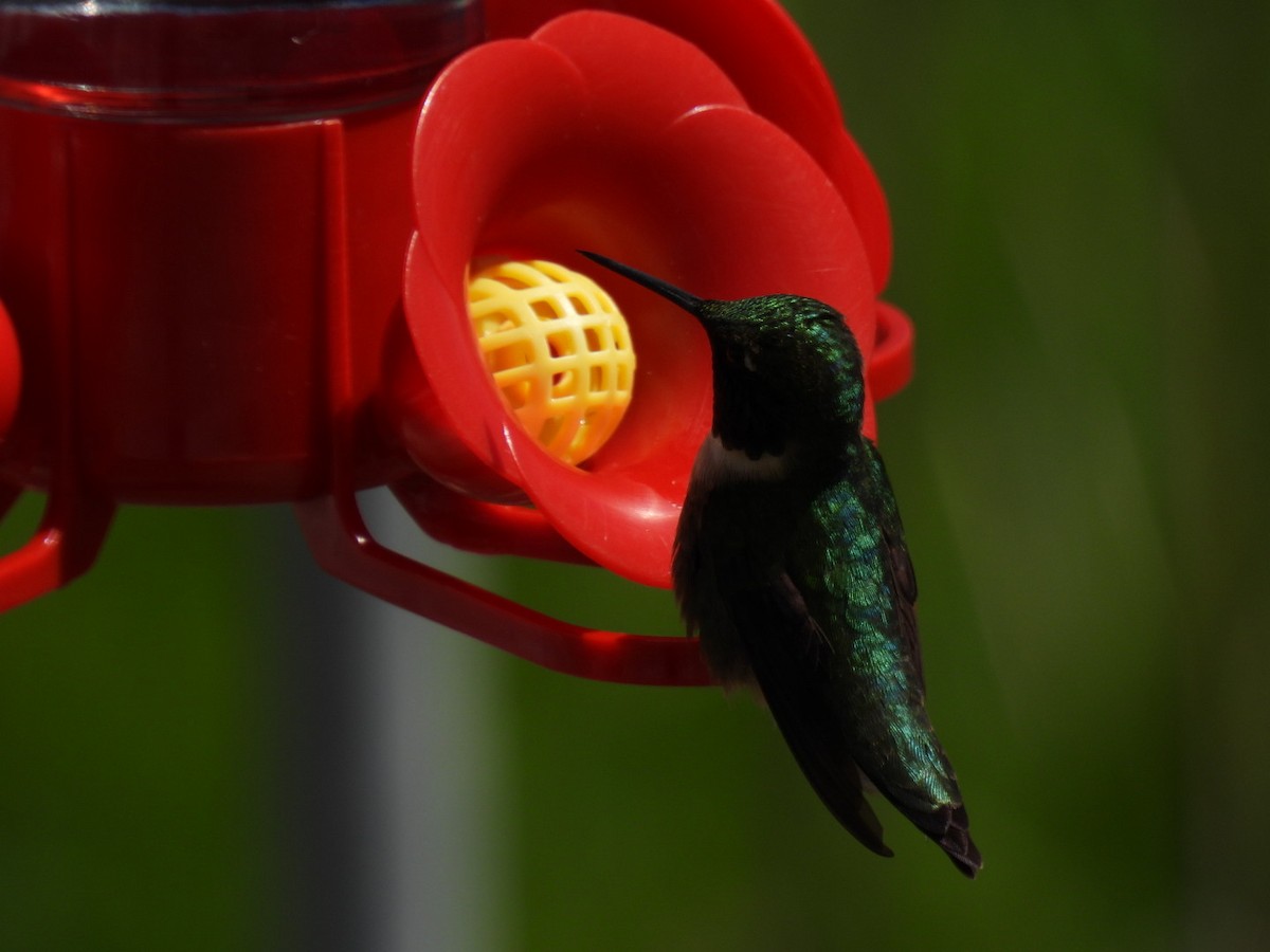 Ruby-throated Hummingbird - ML618794720