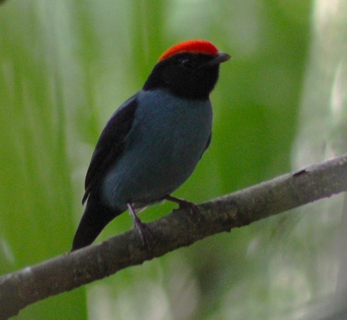 Swallow-tailed Manakin - Pedro Behne