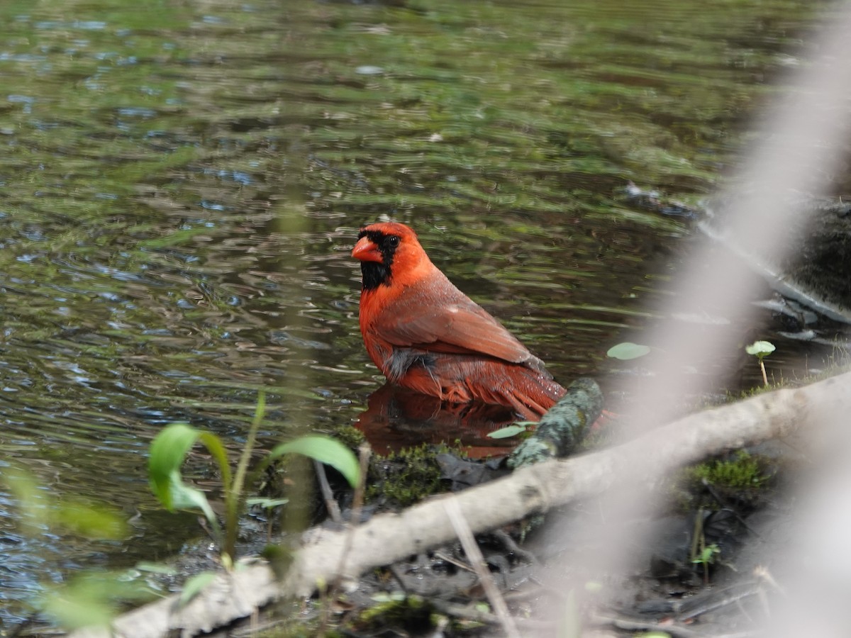 Northern Cardinal - Robin Oxley 🦉
