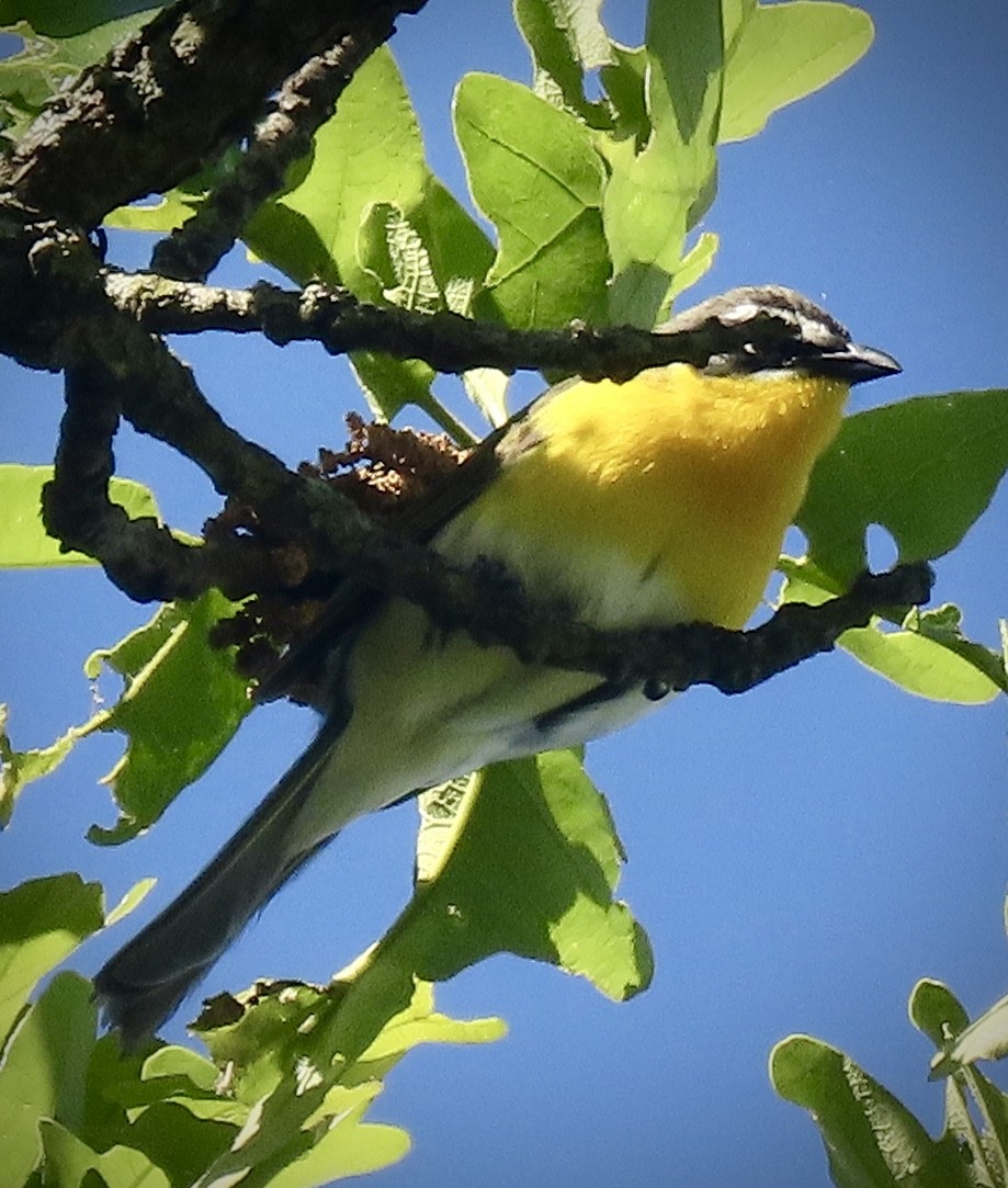 Yellow-breasted Chat - ML618794798