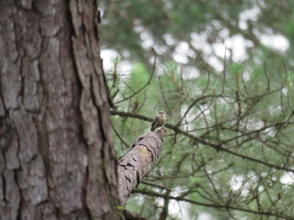 Brown-headed Nuthatch - ML618794861