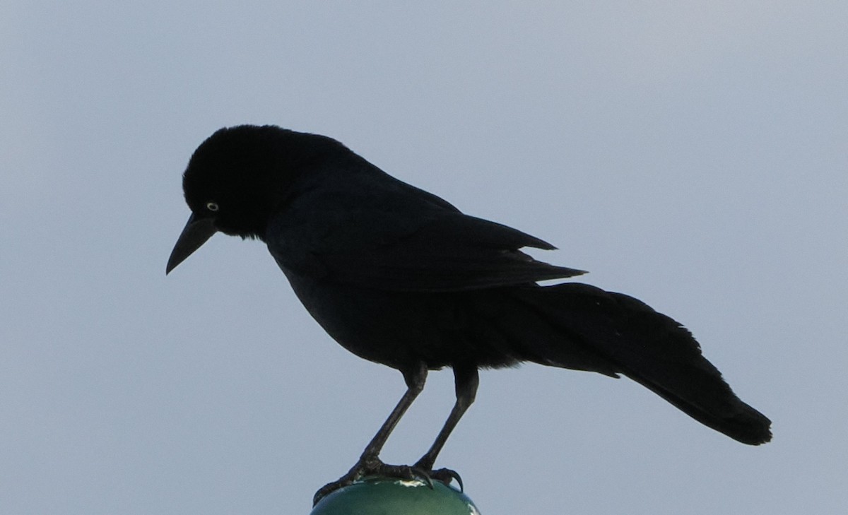 Boat-tailed Grackle - ML618794967