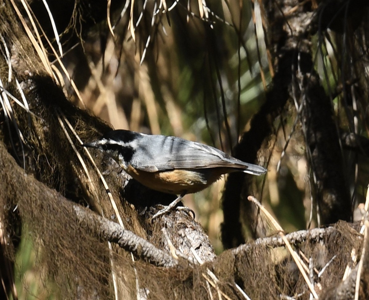 Red-breasted Nuthatch - ML618794971
