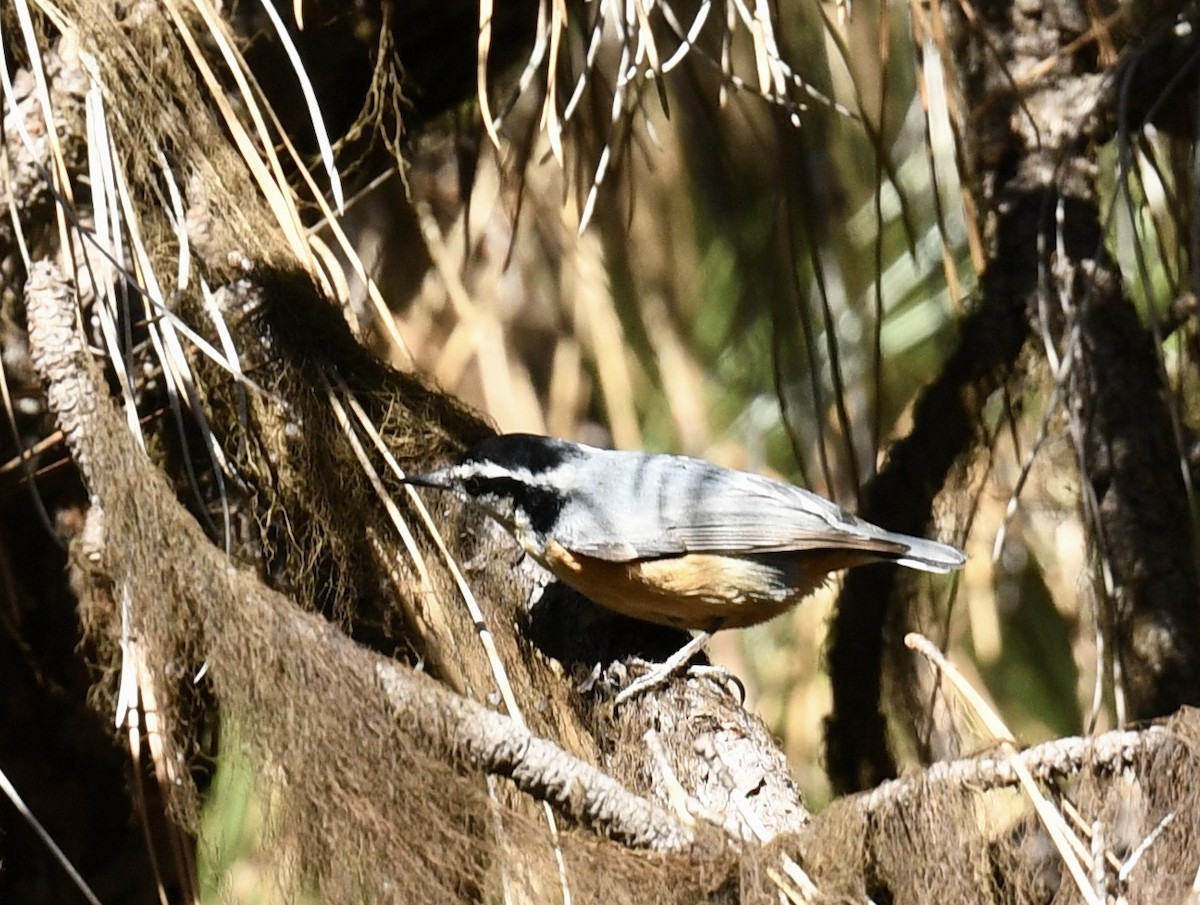 Red-breasted Nuthatch - ML618794972