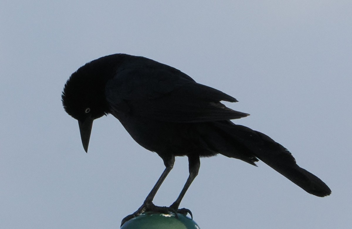 Boat-tailed Grackle - ML618794973