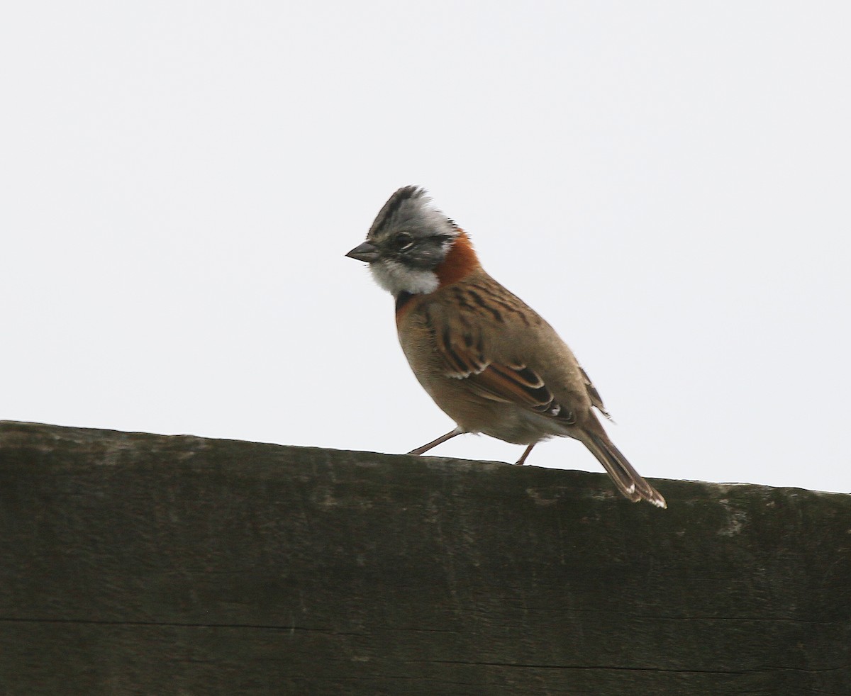 Rufous-collared Sparrow - ML618795011