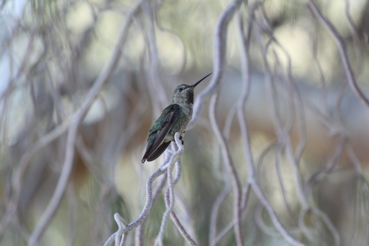 Anna's Hummingbird - ML618795013