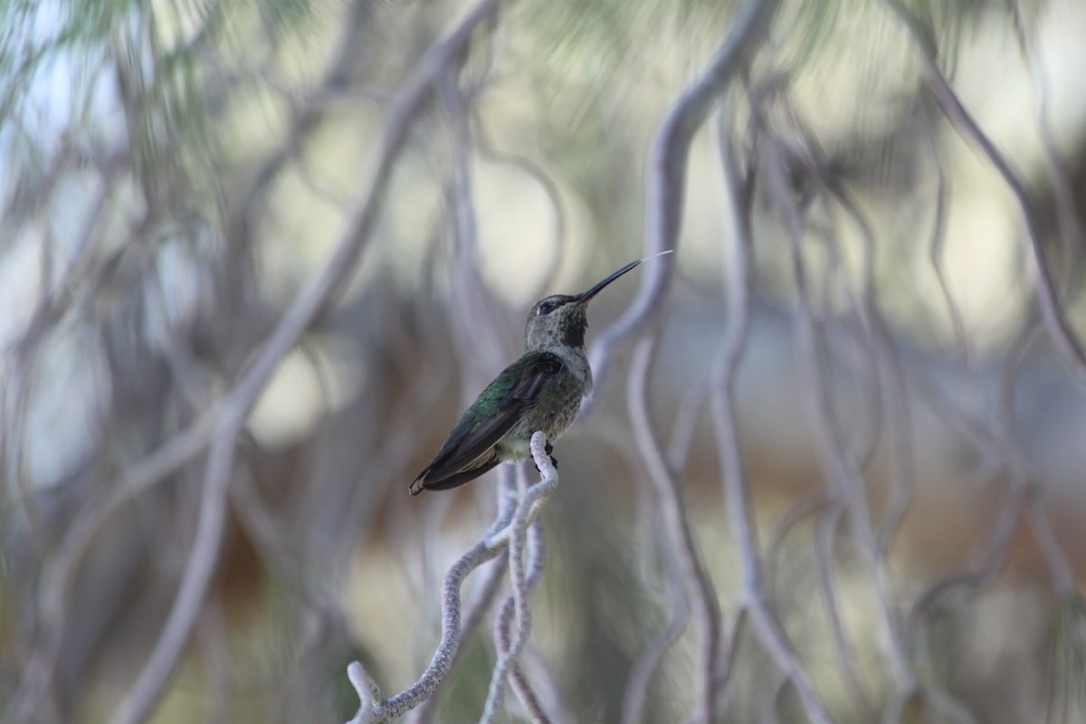 Anna's Hummingbird - ML618795014
