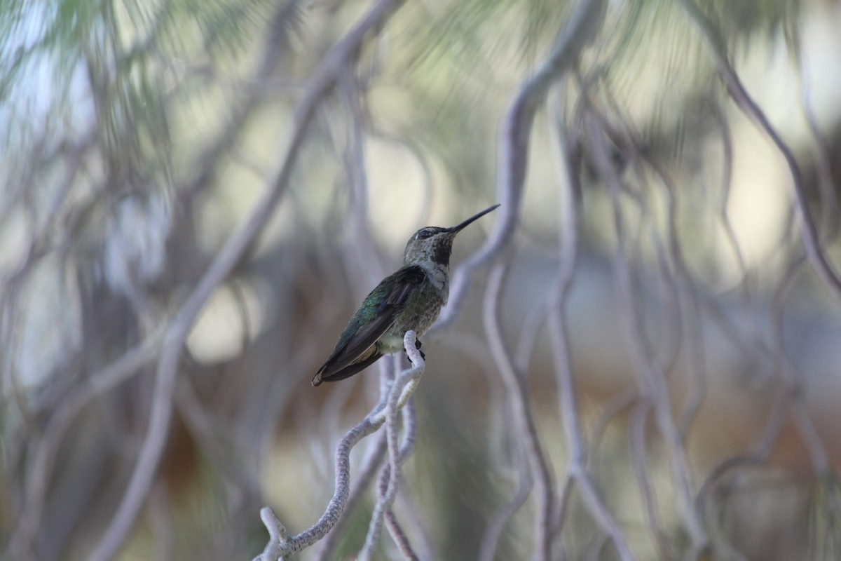 Anna's Hummingbird - Andrew Gioannetti