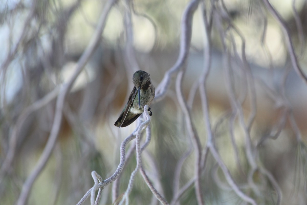 Anna's Hummingbird - ML618795016