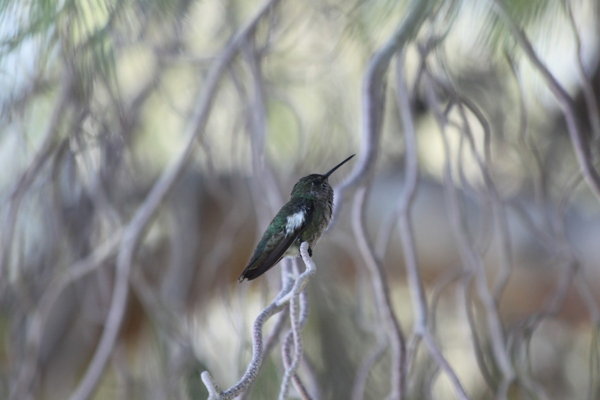 Anna's Hummingbird - ML618795018