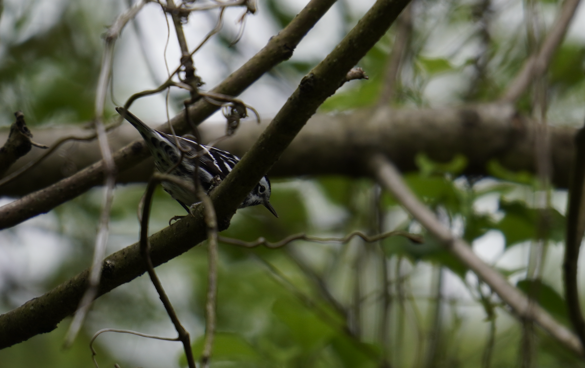 Black-and-white Warbler - ML618795025