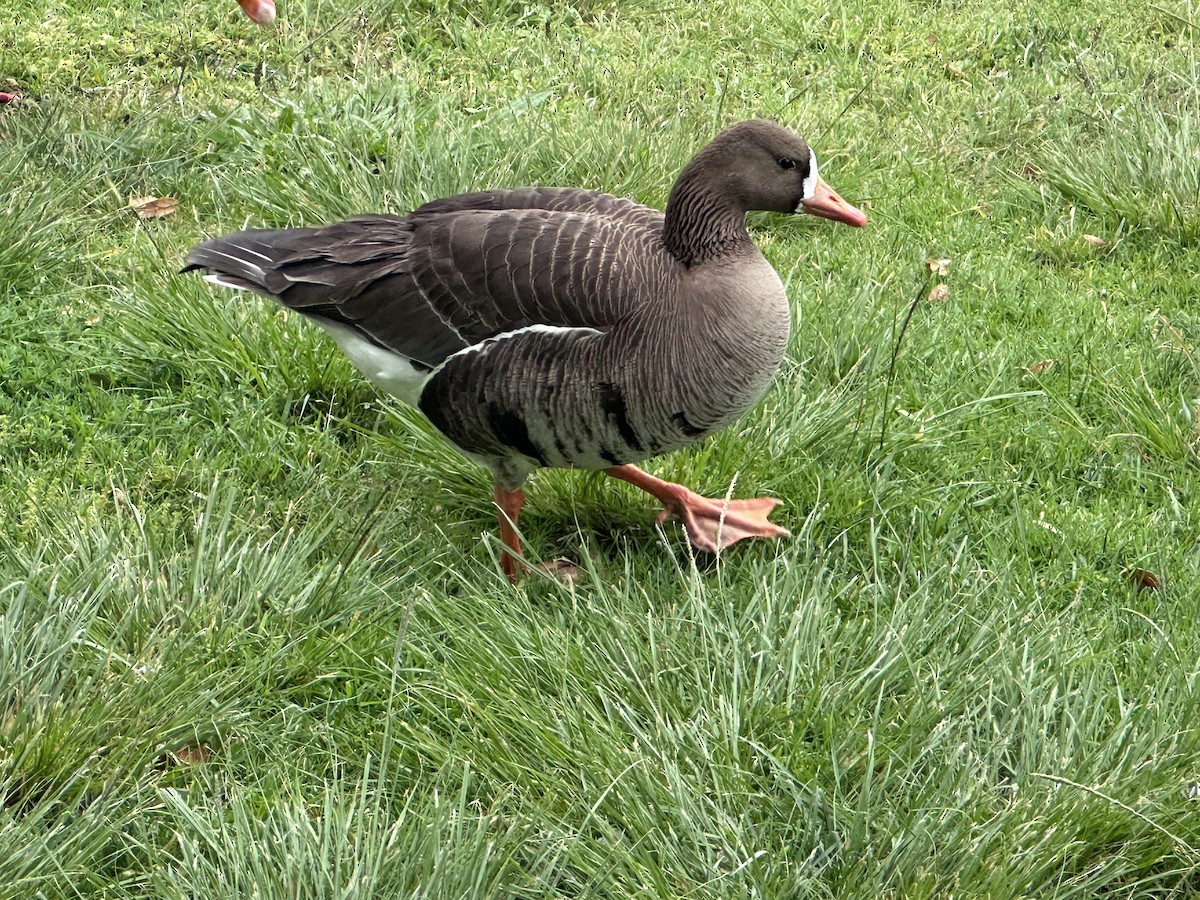 Greater White-fronted Goose - ML618795054